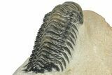 Detailed Crotalocephalina Trilobite - Atchana, Morocco #249769-5
